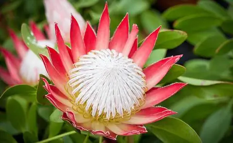 Протея сорт 'Маленький принц'