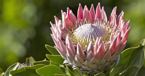 Протея, сахарный куст