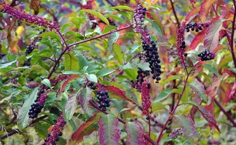 Плоды американского лакомства