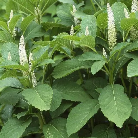 соцветия американского лакомства