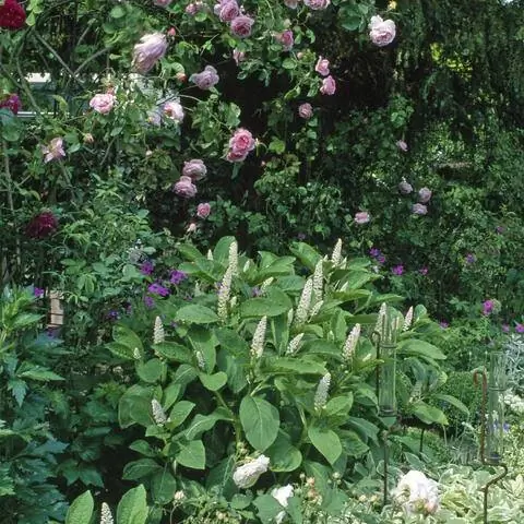 Американский лак