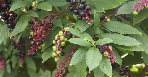 Лаконос американский