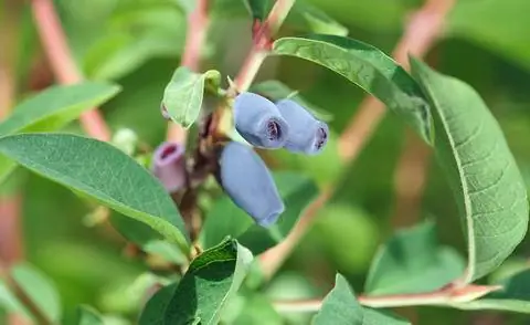 Синие ягоды жимолости