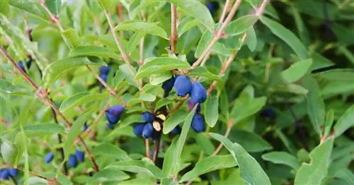 Жимолость синяя