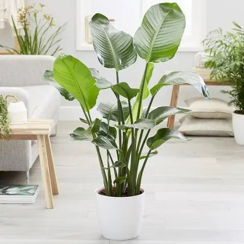 Стрелиция древовидная (Strelitzia nicolai) как комнатное растение