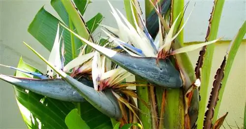 Стрелиция древовидная