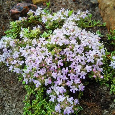 'Хайленд Крем'