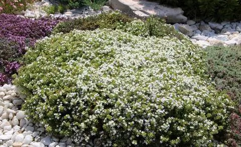 Тимьян ранний 'Albiflorus'