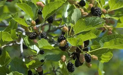 Плоды черного тутового дерева