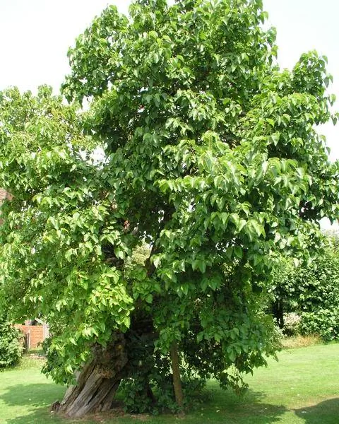 Черная шелковица (Morus nigra) одиночная на лужайке