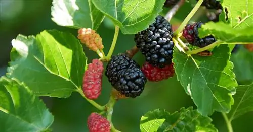 Черная шелковица