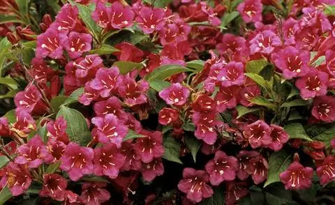 Вейгела 'Бристоль Руби'