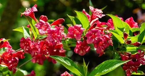 Вейгела 'Бристоль Руби