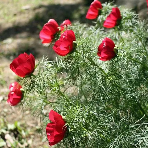 мелкорассеченные листья пиона сетчатого