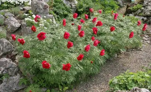 Чистолистный пион в альпинарии