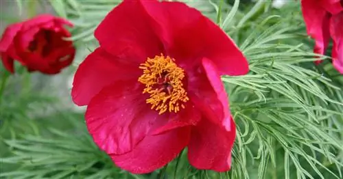 Чистолистный пион