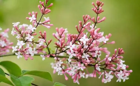 Цветы осенней сирени