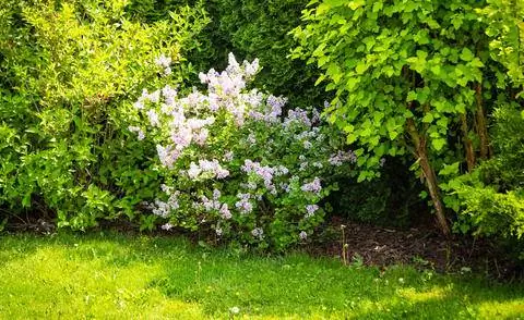 Осенняя сирень в садовой обстановке