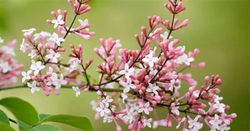 Сирень мелколистная осенняя