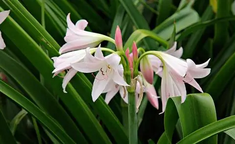 Crinum x powellii 'Альбом'