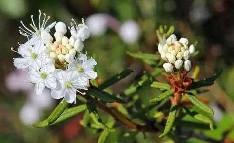 цветение багвидника