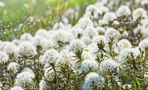 Ledum palustre любит заболоченные места в саду