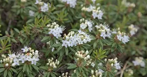 Багряник, болотный чай