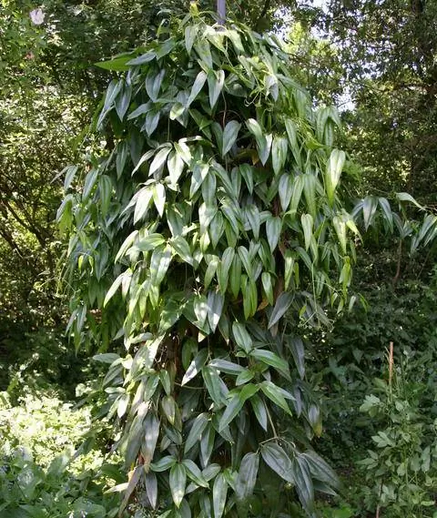 Вечнозеленые клематисы в полутени