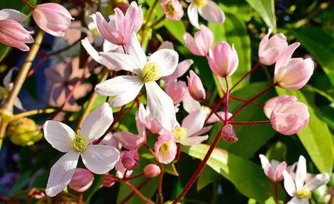 Клематис арманди 'Яблоневый цвет'