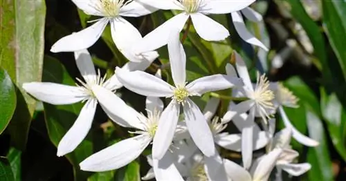Вечнозеленые клематисы