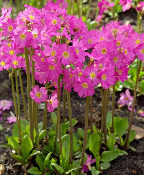 Цветы примулы розовой (Primula rosea)