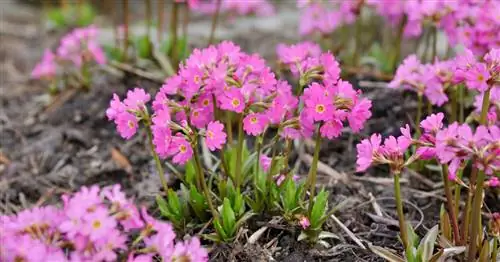 Розовая примула