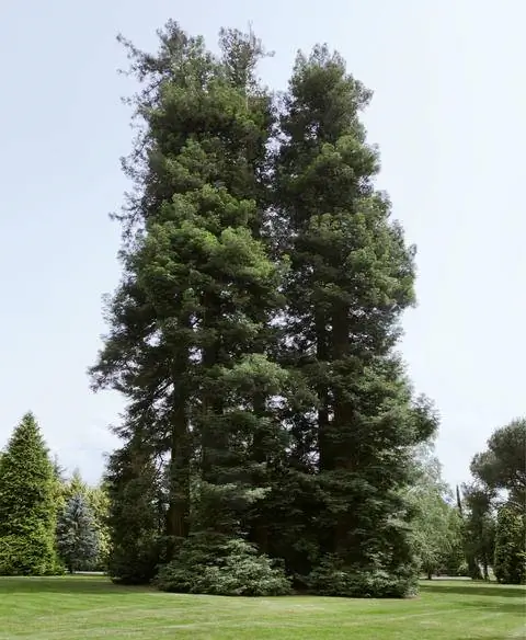 Прибрежные секвойи в парке