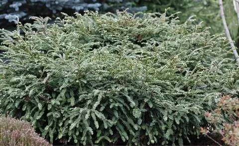 Прибрежное красное дерево 'Cantab'