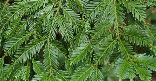 Береговое красное дерево