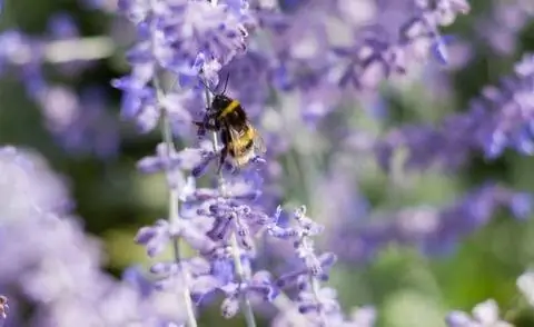 Шмель на синем цветке руты