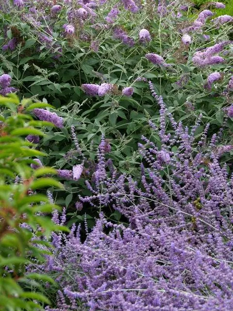 Сорт голубой руты 'Blue Spire' и сирень летняя