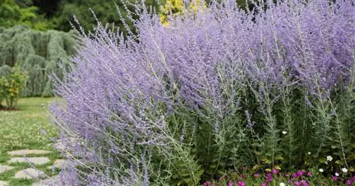 Синий ромб, Серебряный кустарник