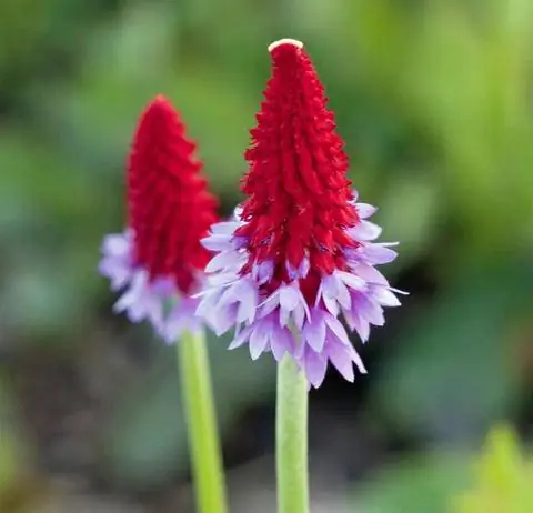 Цветы примулы орхидеи