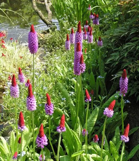 Примула орхидея у пруда