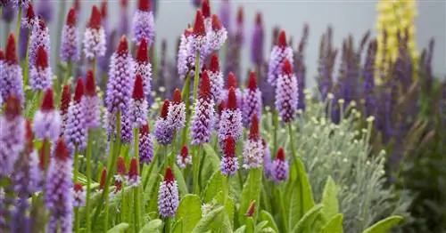 Орхидейная примула