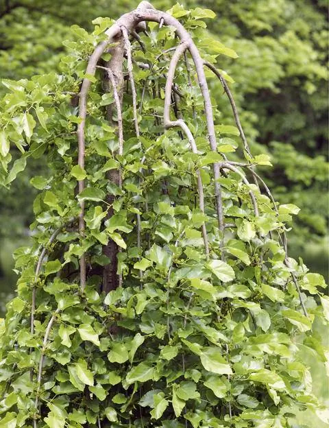 Морус белый 'Pendula'