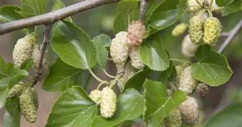 Шелковица белая