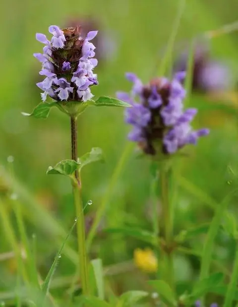 Цветок чернослива крупноцветкового