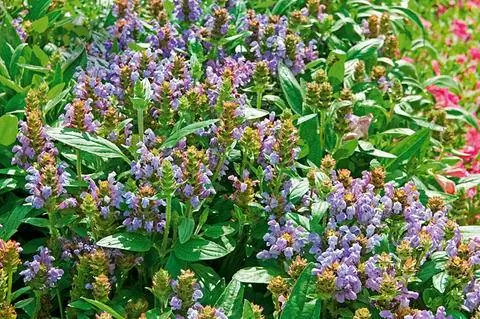 Акцентор крупноцветковый 'Freelander Blue'