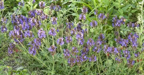 Завирушка крупноцветковая