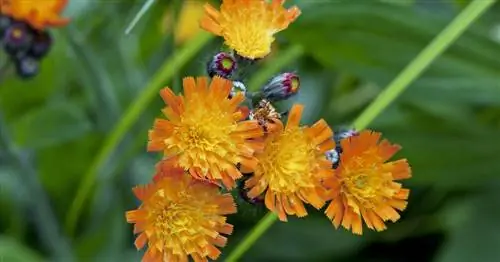 Ястреб оранжево-красный