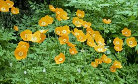 Желтый мак сорт 'Aurantiaca'