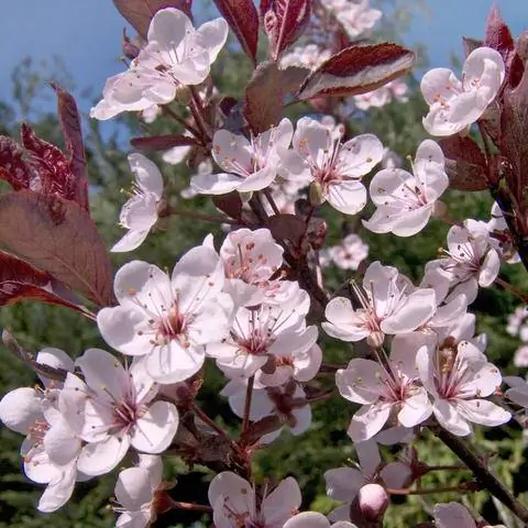 цветущая карликовая кровяная слива