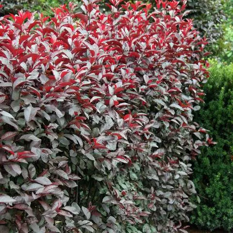 Живая изгородь из карликовой сливы